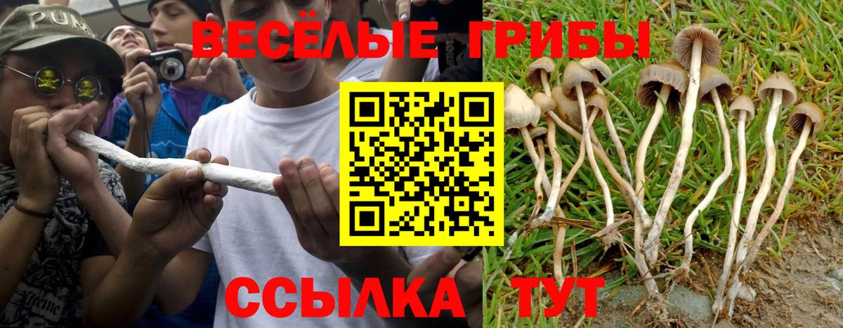 Новоалтайск  Галлюциногенные грибы Psilocybe  Вход с VPN 